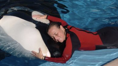 Photo of The Moment An Orca Carried A Dead Trainer To The Viewing Window