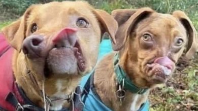 Photo of Two Malformed Dogs Became BFFs After Being Adopted 5 Years Apart