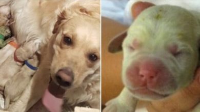 Photo of Unbelievable! Rio the Golden Retriever Gives Birth to a Green Puppy!