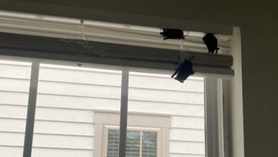 Photo of Georgia Family Stunned To See Creatures Crawling Out Of The Vents
