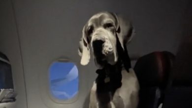 Photo of Owner pays for three plane tickets so Great Dane can fly with him: big dog delights passengers on flight