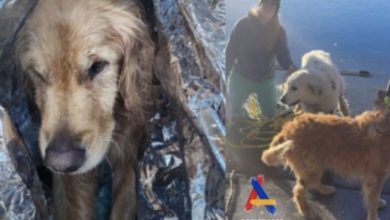 Photo of Fearless dog stays by friends’ side after falling through ice and calls for rescue to save the day… –