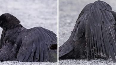 Photo of Canadian photographer Tony Austin accidentally documented a rare crow behavior known as “anting”
