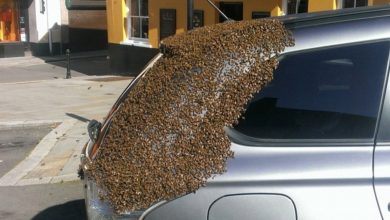 Photo of She parked her car one day to do some shopping, but when she returned, she saw that hundreds of unwanted guests