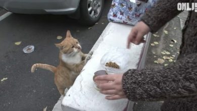 Photo of Stray cat refuses to eat unless she gets food in a bag