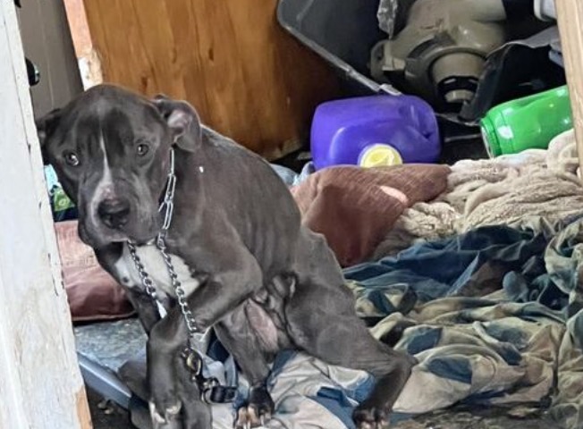 Dog who spent 600 days in shelter finally gets adopted — takes a limo ...