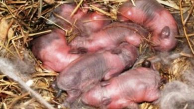 Photo of Farmer found newborn “puppies” in a field: after a while it dawned on him that they are not puppies!