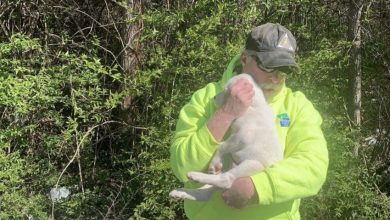 Photo of Trash crew finds tiny puppy abandoned in garbage bag — one man sees him and knows it’s meant to be