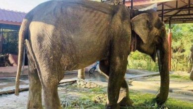 Photo of Elephant Rescued After Over 80 Years in Shackles Can Finally Lay Down For The First Time | Touching Photos
