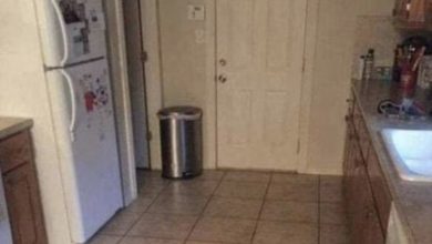 Photo of Can you find the large dog hiding in this kitchen?