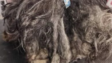 Photo of Severely matted dog surrendered to shelter, “one of the worst cases” they’ve seen — then dog gets incredible makeover
