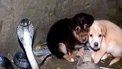 Photo of 2 puppies fall into pit with a cobra – 48 hours later animal heroes are shocked