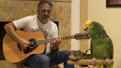 Photo of 18-Year-Old Parrot Joins His Human Singing Stairway To Heaven