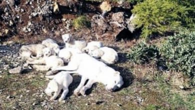 Photo of Mama Dog and Her Puppies Found Abandoned in the Woods — A Heartwarming Rescue Story