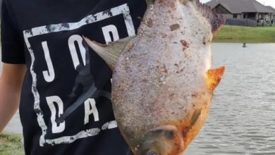 Photo of Unbelievable Discovery: 11-Year-Old’s Shocking Encounter with ‘Alarming’ Fish in Oklahoma Pond!