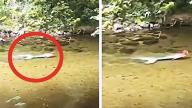 Photo of Tourists Spot Weird Figure In River – They Turn Pale When They Take A Closer Look