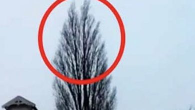 Photo of He was just filming a tree. But at 0:18 something happened that he will remember for a long time!