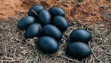 Photo of A farmer found black eggs and when THIS hatched he was seriously scared!