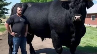 Photo of I recently spent $6,500 on this registered Black Angus bull.