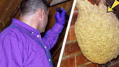 Photo of Man Thinks He Found “Hornets” Nest In Attic – Turns Pale When He Realizes What’s Inside