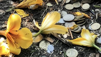 Photo of Woman Comes Back from Holiday to Discover Her Cherished Lily Garden Ruined – The Astonishing Cause Brought Her to Tears