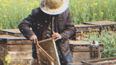 Photo of I Felt Disappointed That My Grandfather Left Me Just an Old Apiary, but My Perspective Changed When I Inspected the Beehives