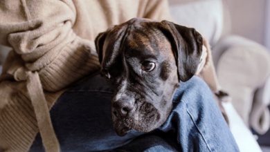 Photo of My Dog Suddenly Became Extremely Clingy to My Wife — Discovering Why Led to My Divorce