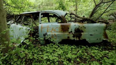 Photo of Man Stunned by Discovery in the Trunk of an Abandoned Car in the Woods