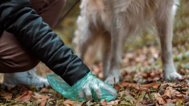 Photo of My Neighbors Consistently Tossed Their Dogs’ Waste into Our Yard – My Retaliation Was Severe