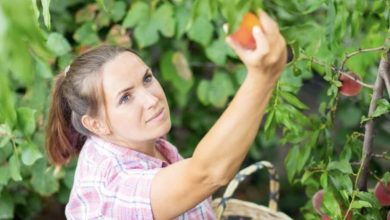 Photo of My Neighbor Ruined the Peach Orchard I Received from My Grandparents – I Ensured She Regretted Her Actions