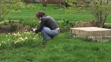 Photo of My Neighbor Crept into My Yard with a Shovel, Believing I Was Away — I Was Astounded by What She Unearthed from My Lawn