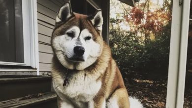 Photo of We settled into a house that had previously been owned by a man who had passed away, and a dog visited us daily. One day, I decided to follow it