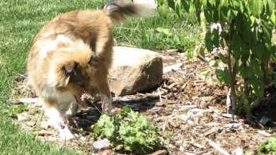 Photo of My Neighbors Persistently Tossed Their Dogs’ Waste into Our Yard – My Retaliation Was Severe