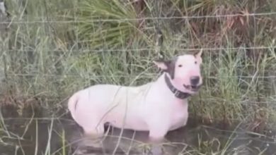 Photo of Abandoned dog left tied to fence on side of I-75 hours before Hurricane Milton hits