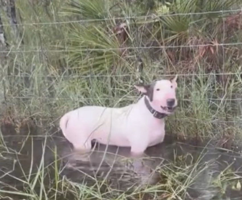 Abandoned dog left tied to fence on side of I-75 hours before Hurricane ...