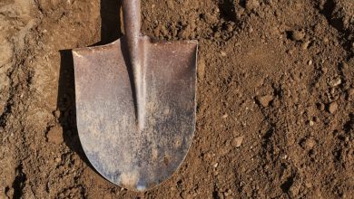 Photo of After returning from vacation, I found a large hole dug in my backyard – I was ready to call the police until I saw what was at the bottom