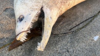 Photo of ‘Horrifyingly goofy’ creature washes onto Southern California beach