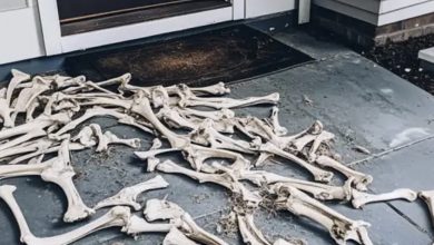 Photo of Animal Bones Began Showing Up on My Doorstep — I Installed a Security Camera to Discover the Reason Behind It