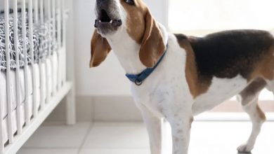 Photo of Our dog kept barking non-stop at our newborn’s crib — I was shocked when I found what was hidden beneath the mattress