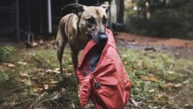 Photo of Four years after my husband vanished, a dog brought me the jacket he was wearing on the day he disappeared