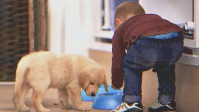 Photo of “Don’t eat my dog’s food!” a girl said to a poor boy she was hosting; 12 years later, he proposed to her