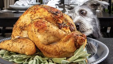 Photo of Our Dog Kept Barking Nonstop at the Thanksgiving Turkey — When I Decided to Investigate, I Ended Up Calling the Police