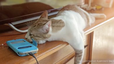 Photo of An Elderly Woman Discovers Money on the Floor Daily, Notices Her Cat Bringing It, and Follows Him