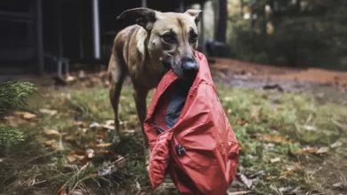 Photo of Four years after my husband vanished, a dog brought me the jacket he had been wearing the day he went missing