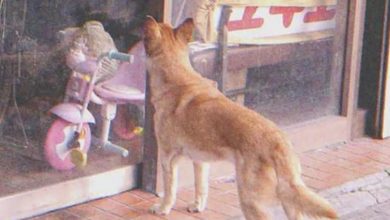 Photo of A dog visits a closed store every day, then leaves. One evening, a young boy notices and decides to follow it