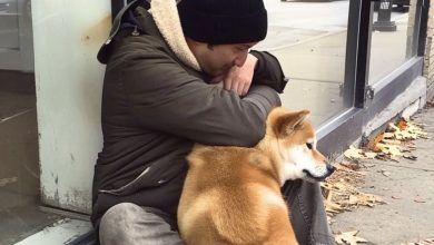 Photo of A Dog Visits an Empty Store Every Day and Leaves, But One Evening, a Concerned Boy Spots It and Follows