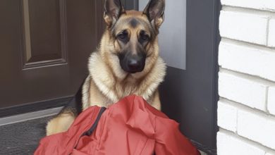 Photo of Four Years After My Husband Disappeared, a Dog Returned the Jacket He Had on That Day