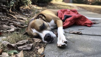 Photo of Four Years After My Husband Vanished, a Dog Delivered the Jacket He Was Wearing When He Disappeared