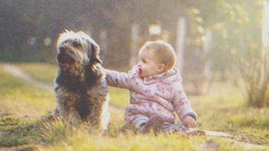 Photo of A man hears his dog barking in the distance and discovers it sitting next to an abandoned baby