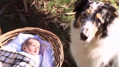 Photo of A Man Is Drawn to His Dog’s Barking from Afar and Discovers It Sitting Protectively Next to an Abandoned Infant